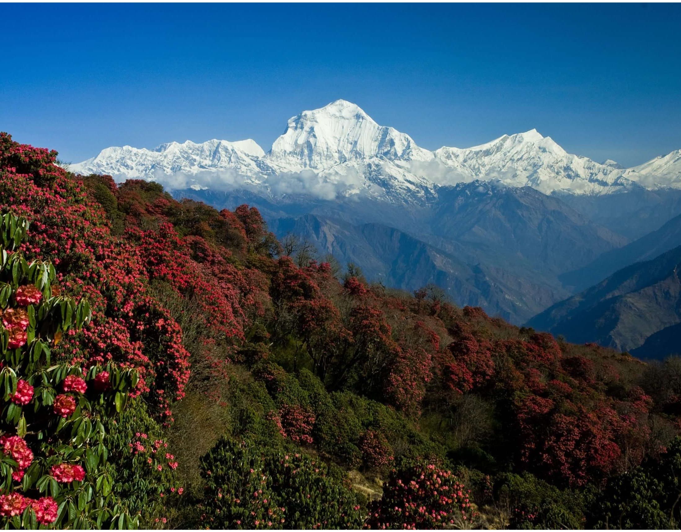 Ghorepani Poon Hill Trek